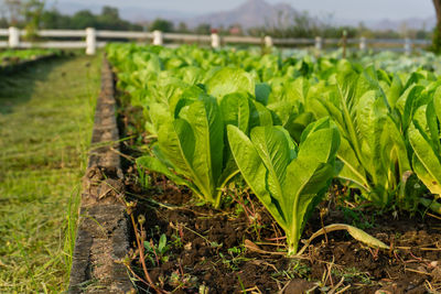 Close-up of plants growing on field