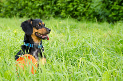 Cute little black dog next to frisbee in the green grass. place for text.