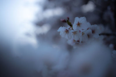 Close-up of white cherry blossom plant