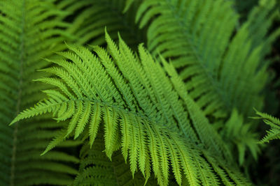 Full frame shot of fern leaves