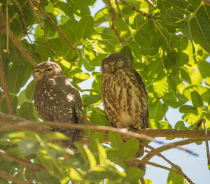 Low angle view of birds perching on tree