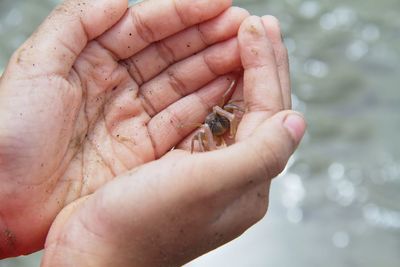 Close-up f hand holding crab