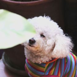 Close-up portrait of cute dog