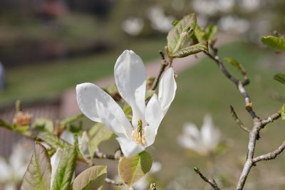 Close-up of white flowers