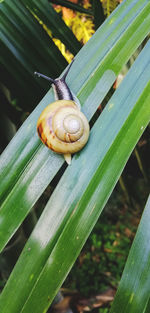 Close-up of snail on leaf