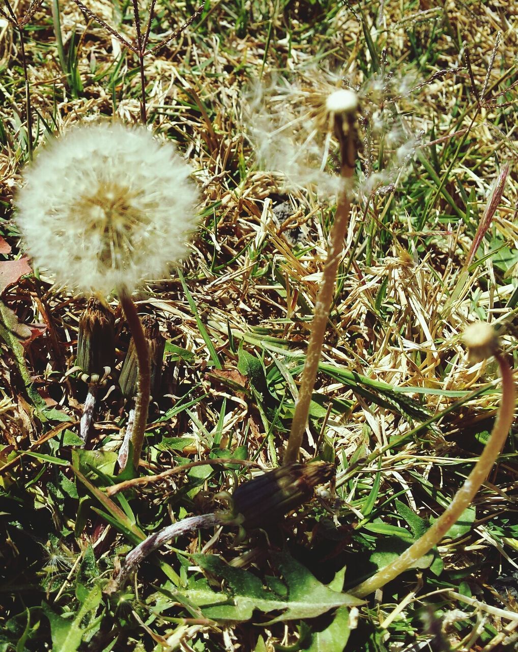 growth, plant, nature, high angle view, close-up, white color, dandelion, beauty in nature, grass, fragility, flower, freshness, field, outdoors, day, uncultivated, no people, growing, green color, focus on foreground