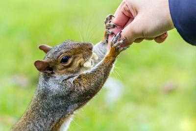 Close-up of hand feeding squirrel