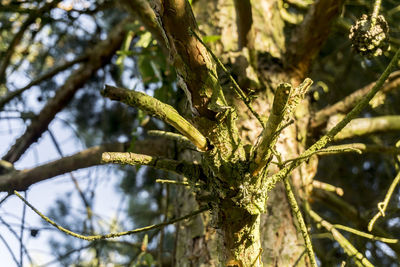 Low angle view of lichen growing on tree