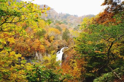 Scenic view of autumnal by trees in forest