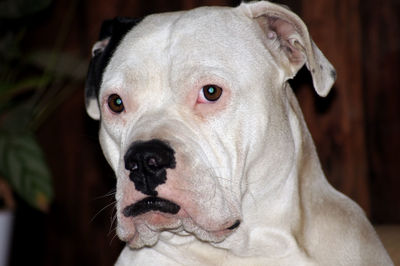 Close-up portrait of dog