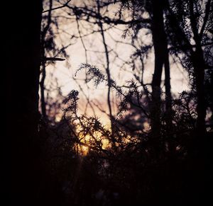 Silhouette trees in forest against sky at sunset