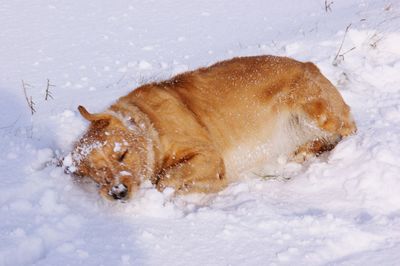 View of crab on field during winter