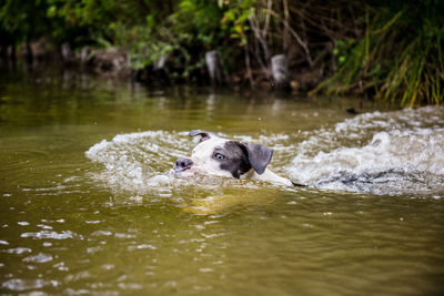 Dog in a lake