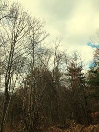 Low angle view of bare trees against sky