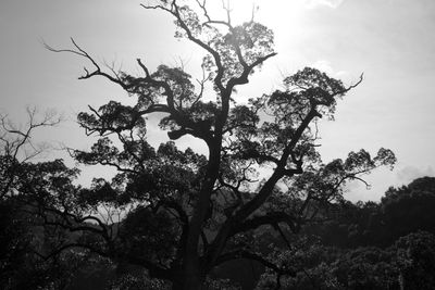 Low angle view of silhouette tree against sky