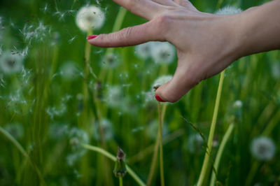 Cropped image of woman touching dandelion seeds on field