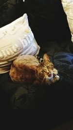 Cat sleeping in the dark