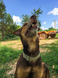 Close-up of dog on field against sky