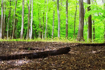 Trees growing in forest