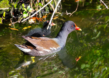 Duck swimming in lake