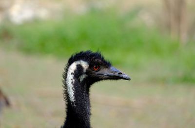 Close-up of emu on field