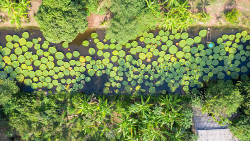 High angle view of plants on field