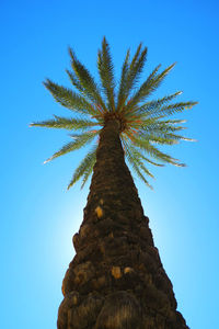 Low angle view of trees against clear blue sky