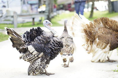 Close-up of birds on the street