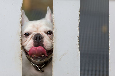 Portrait of a dog