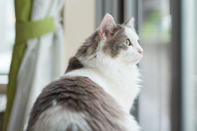 Close-up of a cat sitting beside window