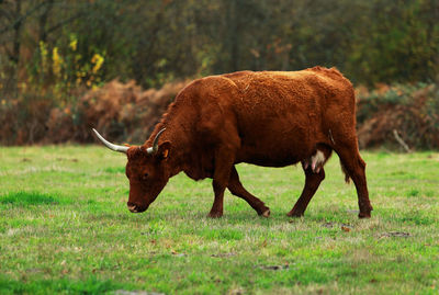 Side view of a horse on field