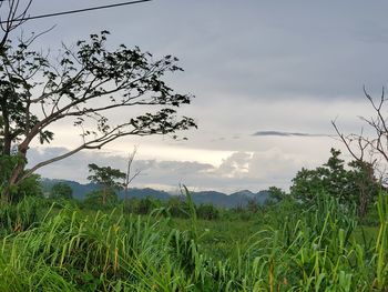 Scenic view of field against sky