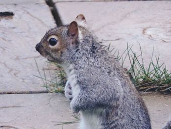 Portrait of squirrel sitting outdoors