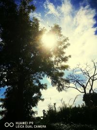 Low angle view of trees against sky