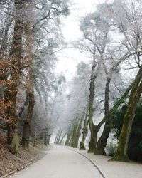 Road amidst trees in forest