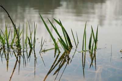 Close-up of wet grass by lake