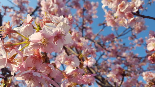 Close-up of pink cherry blossoms in spring