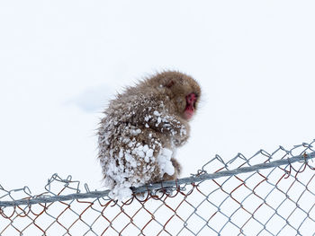 Low angle view of monkey on fence against clear sky