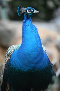 Close-up of peacock