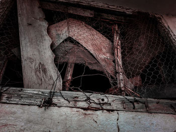 View of an animal on abandoned building