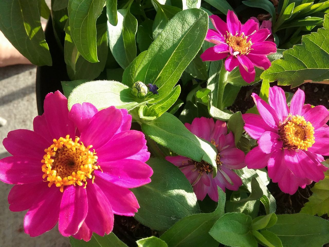 Pink petal power, beauty in my garden,