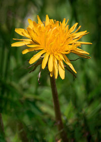 Close-up of yellow flower blooming outdoors