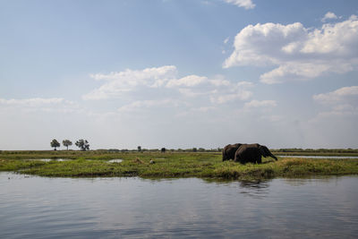 View of elephant in lake against sky