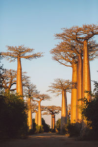 Trees against clear sky
