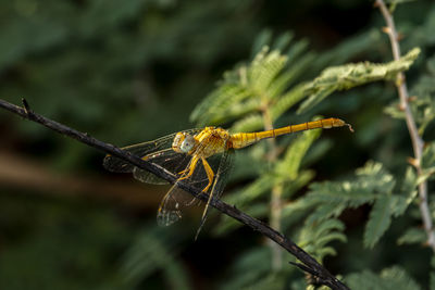 Close-up of dragonfly on plant