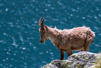 Ibex standing on rock against lake