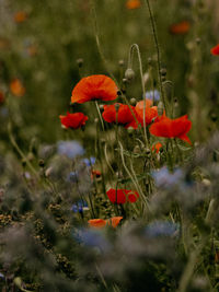 Close-up of red poppy flowers on field