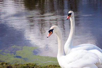 Swan swimming in lake