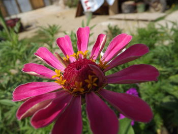 Close-up of pink flower blooming outdoors