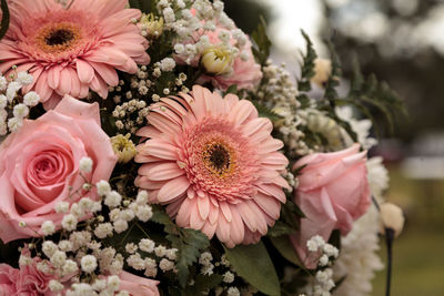 Close-up of pink dahlia flowers blooming outdoors